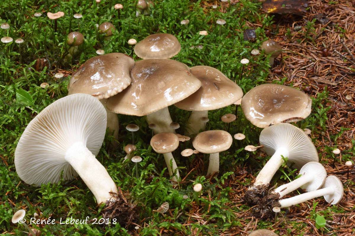 Hygrophorus image