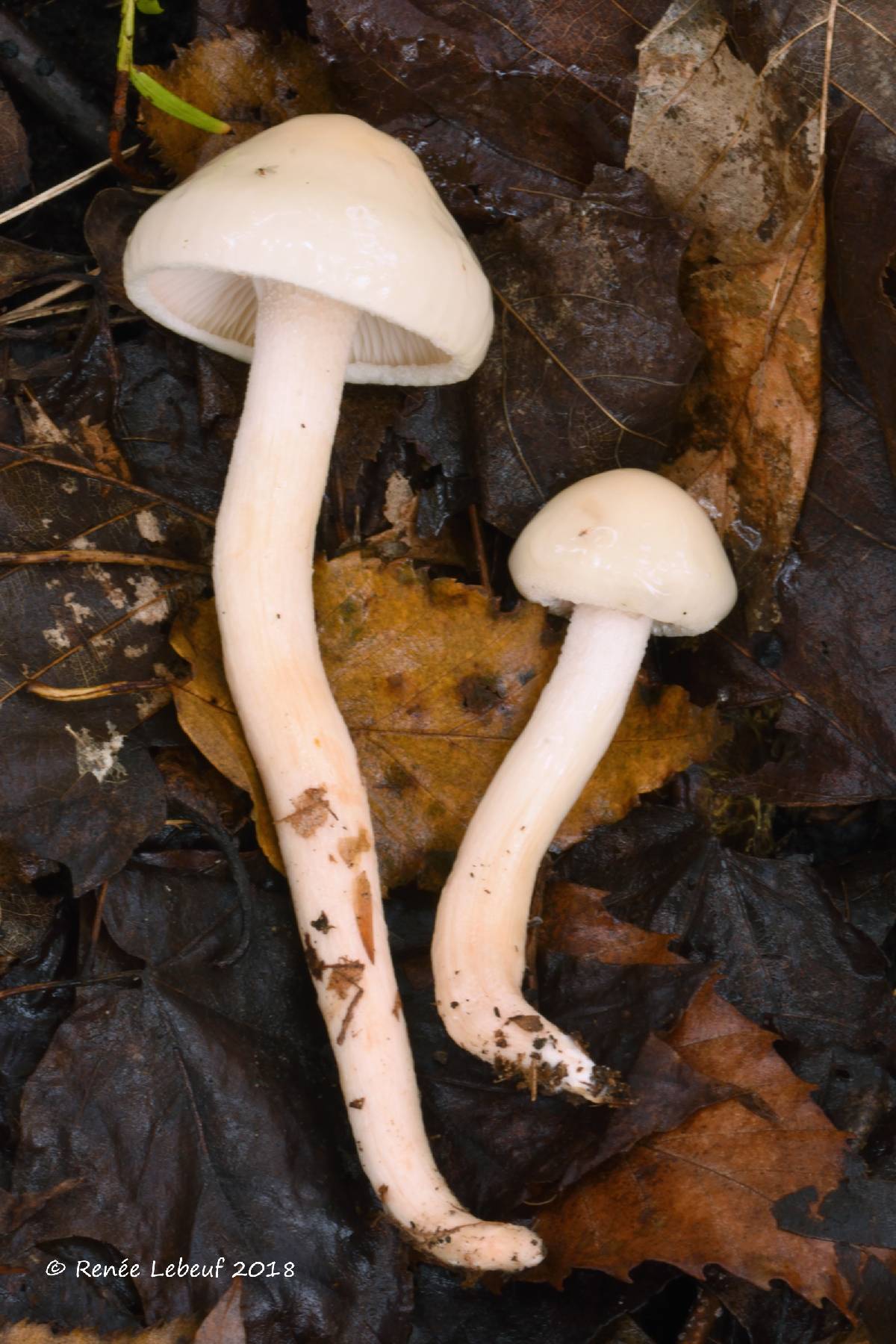 Hygrophorus hedrychii image