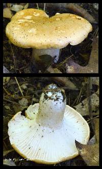 Hygrophorus nemoreus image