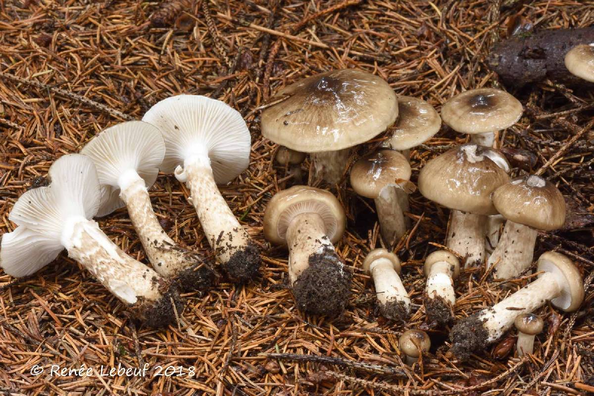 Hygrophorus fuscoalboides image