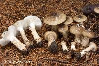 Image of Hygrophorus fuscoalboides