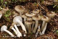 Hygrophorus fuscoalboides image