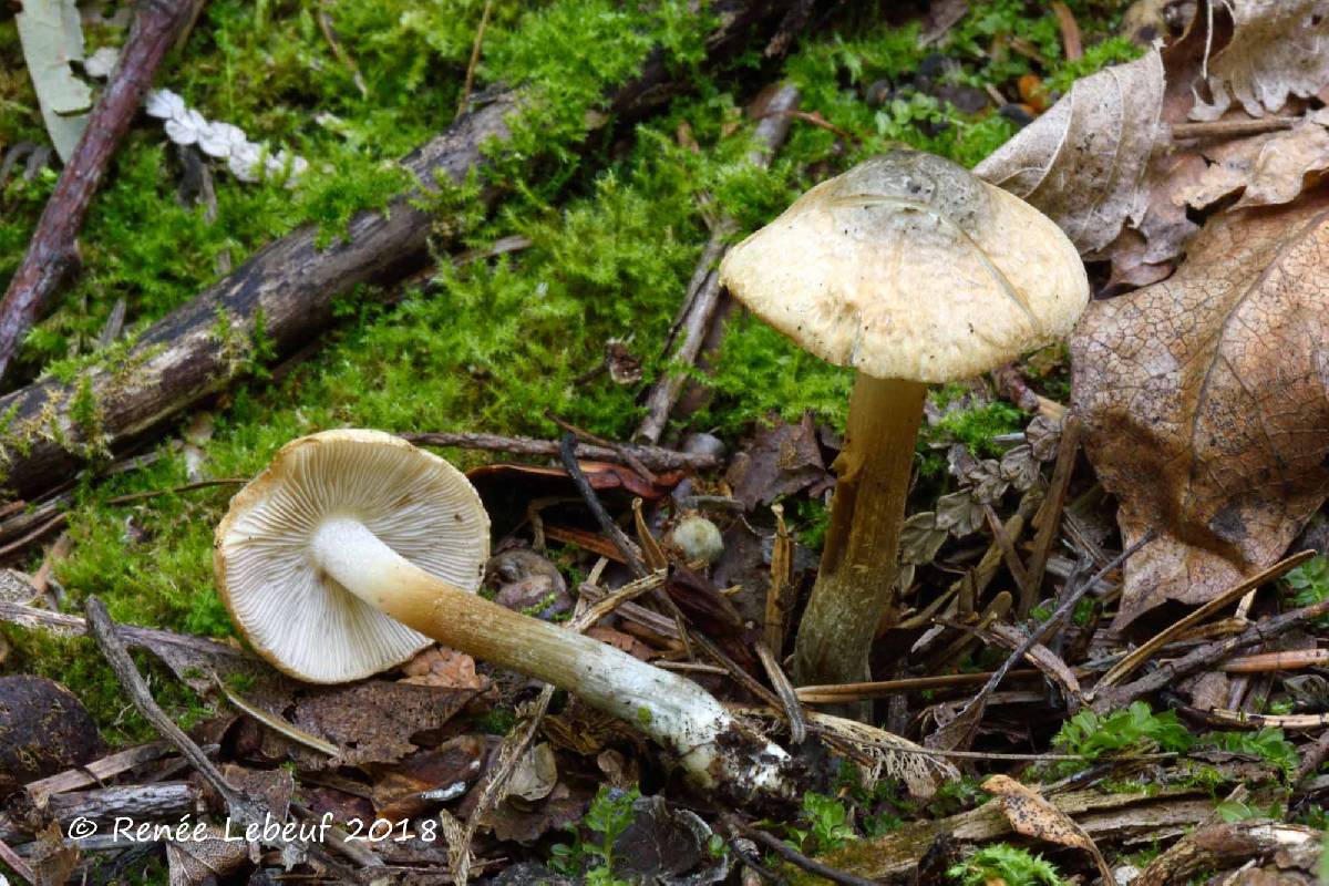 Inocybe coelestium image