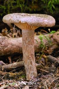 Lactarius pyrogalus image