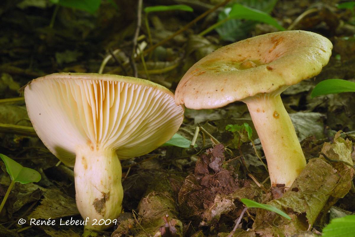 Lactarius affinis var. viridilactis image