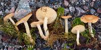 Lactarius alpinus image