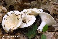 Lactarius tomentosomarginatus image