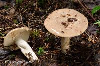 Lactarius maculosus image