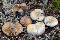 Lactarius paradoxus image