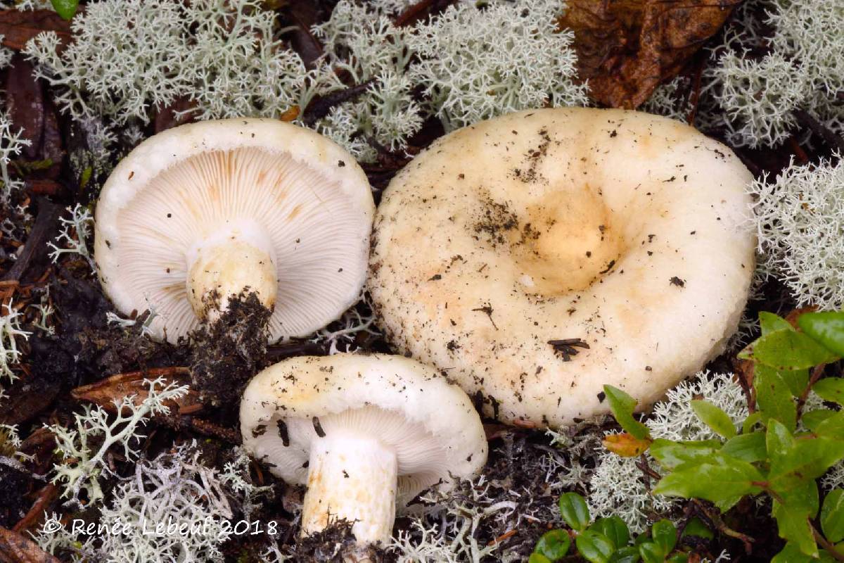 Lactarius smithii image