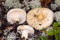 Lactarius smithii image