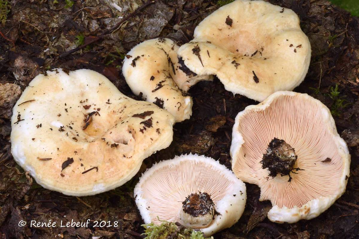 Lactarius smithii image