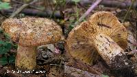 Lactarius subpalustris image