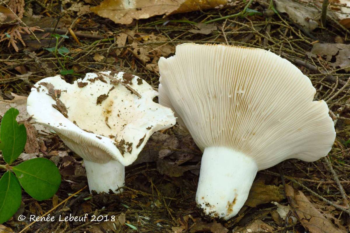 Lactarius tomentosomarginatus image
