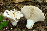 Lactarius tomentosomarginatus image