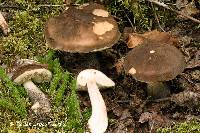 Leccinum snellii image