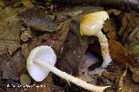 Lepiota magnispora image