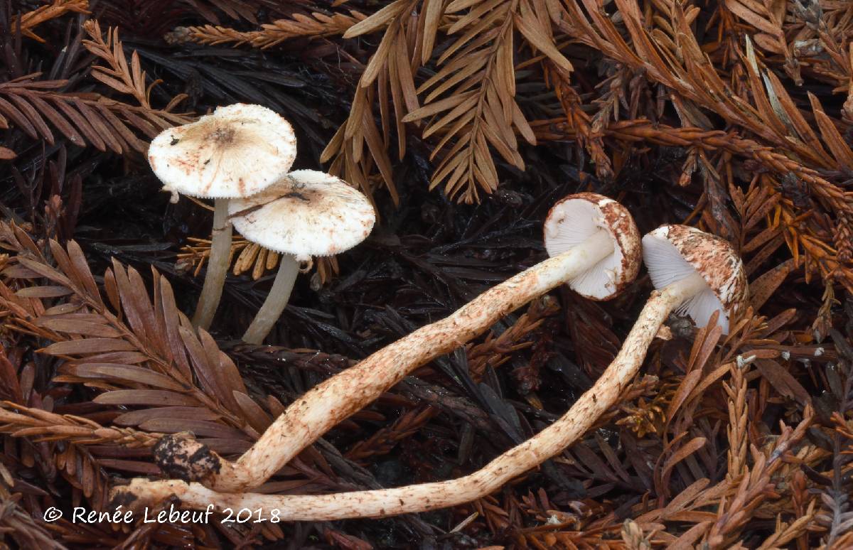 Leucoagaricus flammeotinctoides image