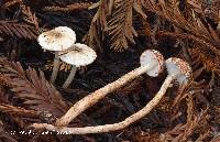 Leucoagaricus flammeotinctoides image