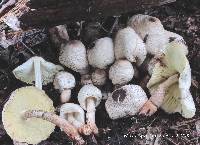 Leucoagaricus meleagris image