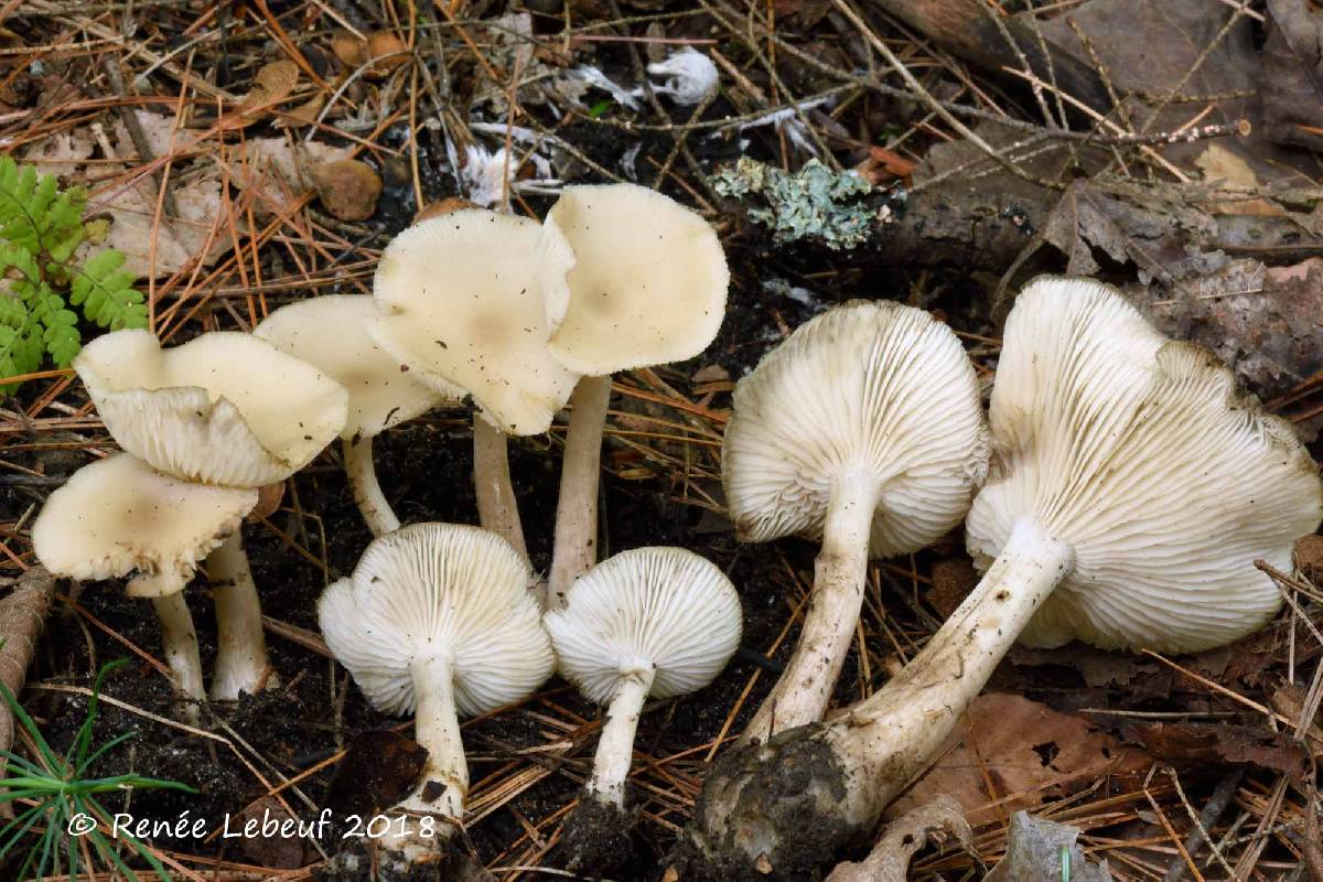 Lyophyllum luteogriseascens image