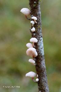 Hemimycena candida image