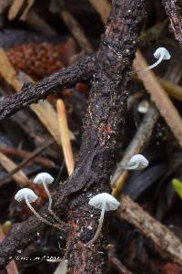 Marasmius palmivorus image