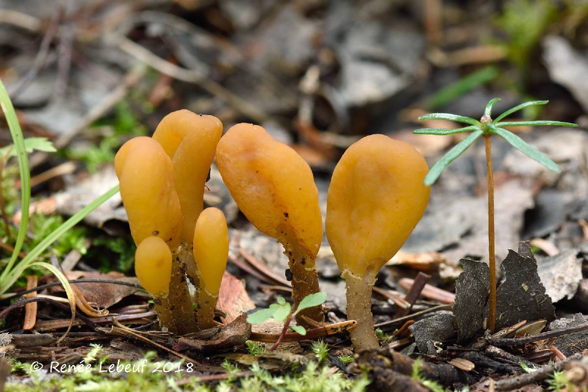 Microglossum fumosum image