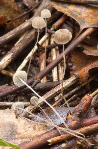 Mycena mirata image