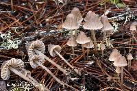 Mycena capillaripes image