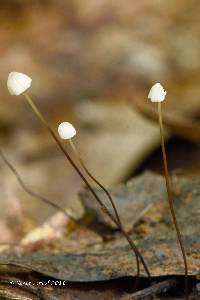 Mycena albiceps image