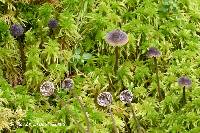 Mycena atroalboides image