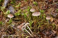 Mycena cinerella image