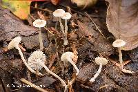 Mycena odorifera image