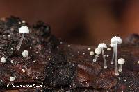 Mycena adscendens image