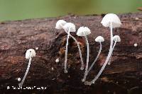 Mycena adscendens image