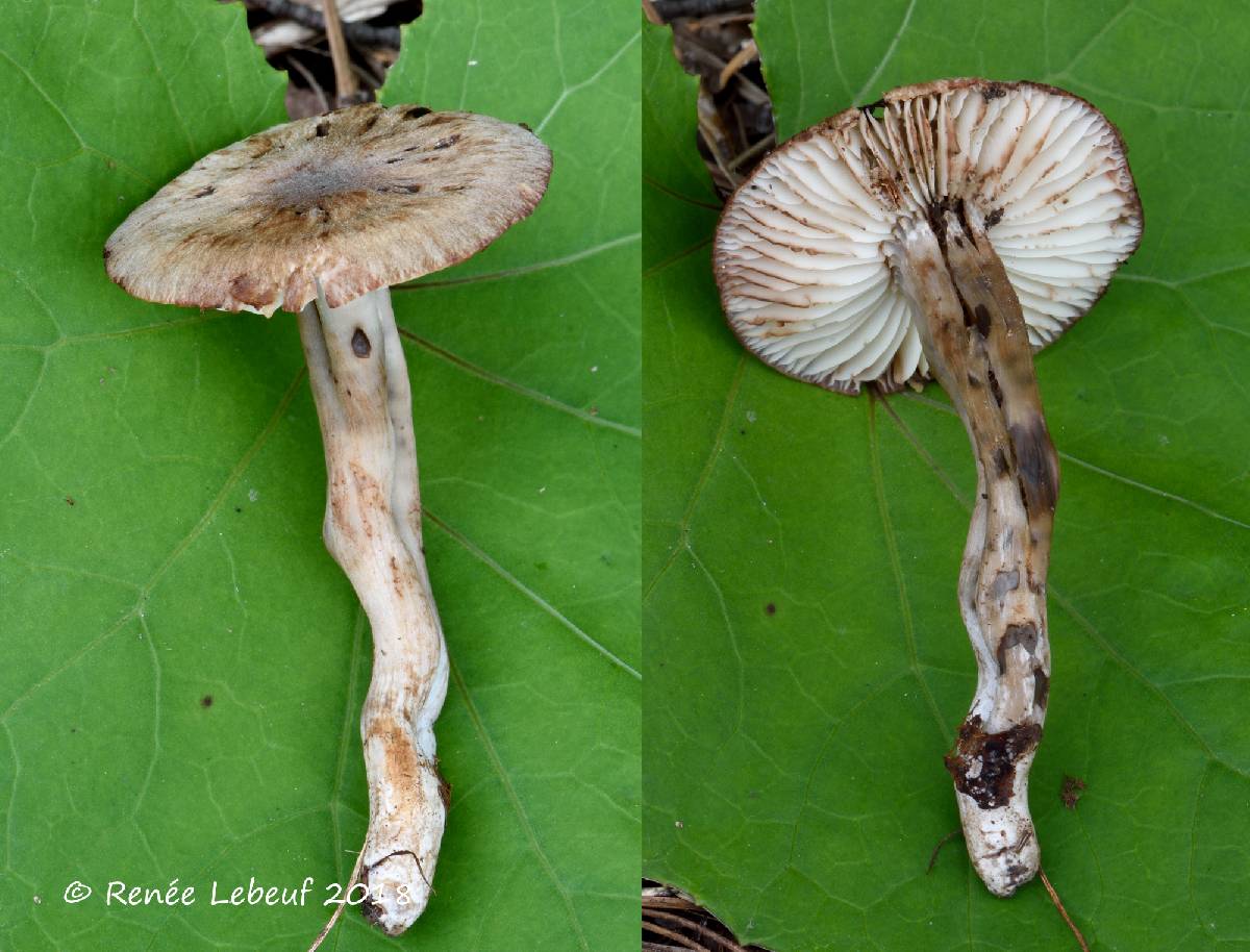 Neohygrocybe ingrata image