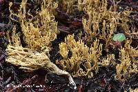 Ramaria abietina image