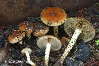 Pholiota brunnescens image