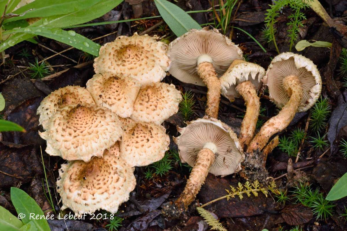 Pholiota lundbergii image