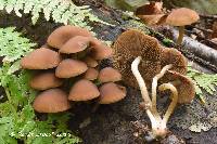 Psathyrella piluliformis image