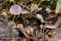 Cystolepiota microspora image