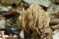 Ramaria fennica image