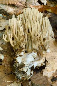 Ramaria fennica image