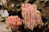 Ramaria formosa image