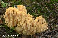 Ramaria aurea image