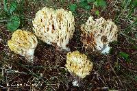 Ramaria brunneicontusa image