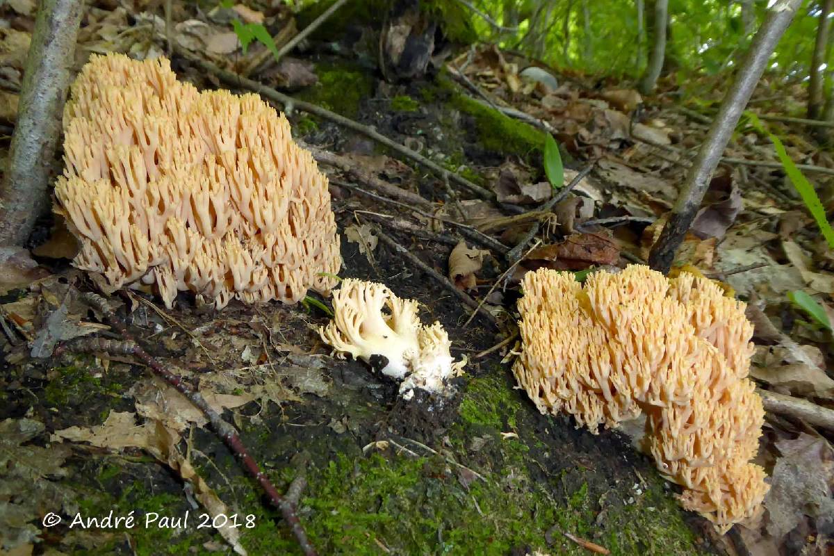 Ramaria subtilis image