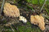 Ramaria subtilis image