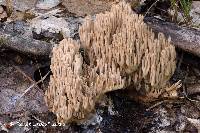 Ramaria fennica image